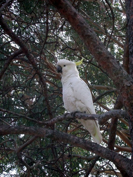 Coockatoo